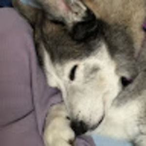 Meet your Posher, Harold